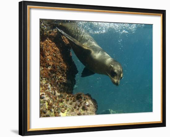 Galapagos Sealion, Gardner Bay, Española Island, Galapagos Islands, Ecuador-Pete Oxford-Framed Photographic Print