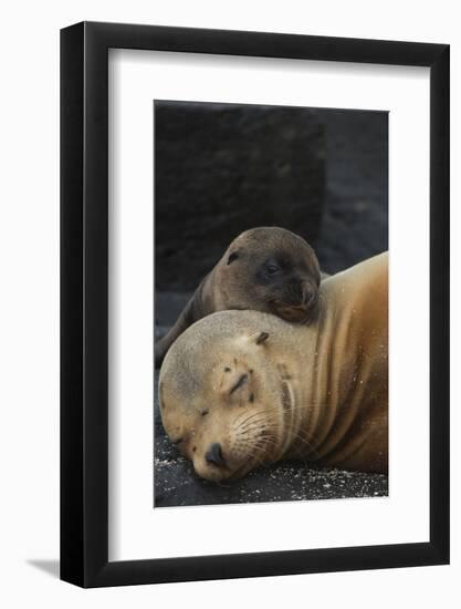 Galapagos Sealion (Zalophus Wollebaeki) Mother And Pup Resting On Beach, Galapagos-Pete Oxford-Framed Photographic Print