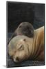 Galapagos Sealion (Zalophus Wollebaeki) Mother And Pup Resting On Beach, Galapagos-Pete Oxford-Mounted Photographic Print