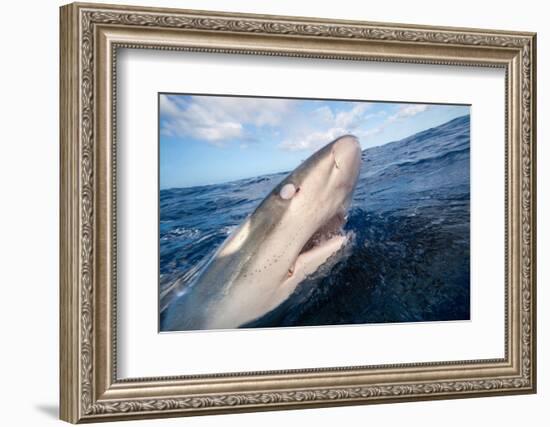 Galapagos shark at sea surface, Hawaii-David Fleetham-Framed Photographic Print