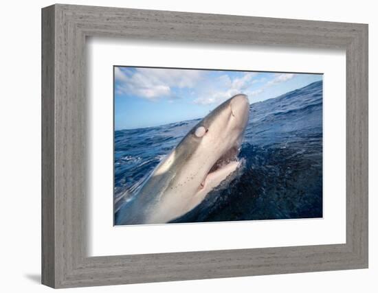 Galapagos shark at sea surface, Hawaii-David Fleetham-Framed Photographic Print