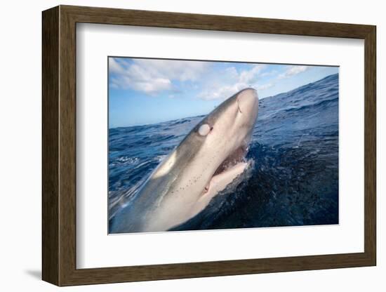 Galapagos shark at sea surface, Hawaii-David Fleetham-Framed Photographic Print