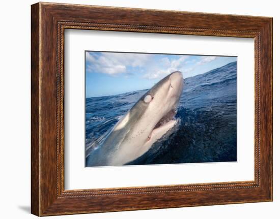 Galapagos shark at sea surface, Hawaii-David Fleetham-Framed Photographic Print