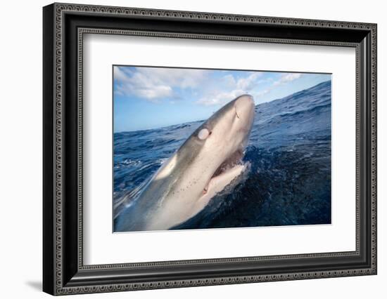 Galapagos shark at sea surface, Hawaii-David Fleetham-Framed Photographic Print