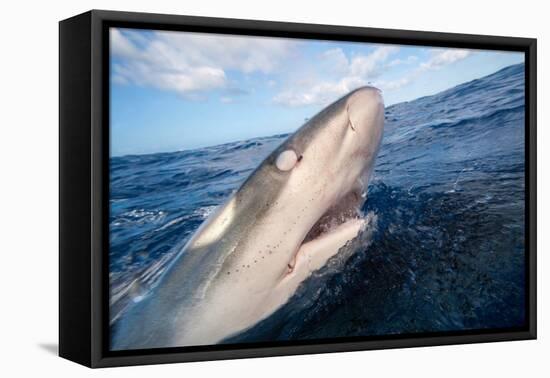 Galapagos shark at sea surface, Hawaii-David Fleetham-Framed Premier Image Canvas