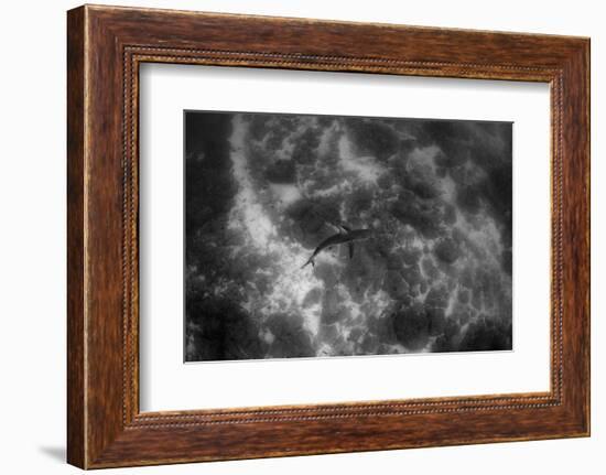 Galapagos Shark, Galapagos Islands, Ecuador-Pete Oxford-Framed Photographic Print