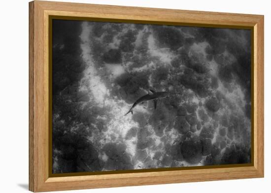 Galapagos Shark, Galapagos Islands, Ecuador-Pete Oxford-Framed Premier Image Canvas