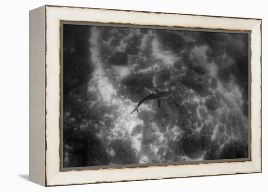 Galapagos Shark, Galapagos Islands, Ecuador-Pete Oxford-Framed Premier Image Canvas