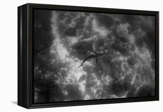 Galapagos Shark, Galapagos Islands, Ecuador-Pete Oxford-Framed Premier Image Canvas