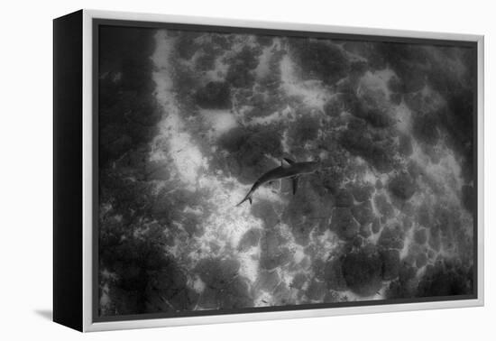 Galapagos Shark, Galapagos Islands, Ecuador-Pete Oxford-Framed Premier Image Canvas