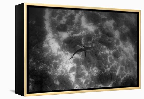 Galapagos Shark, Galapagos Islands, Ecuador-Pete Oxford-Framed Premier Image Canvas