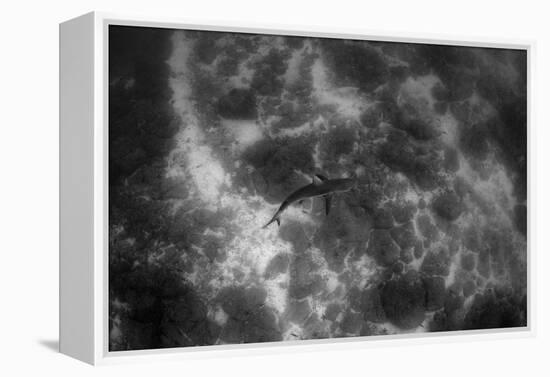 Galapagos Shark, Galapagos Islands, Ecuador-Pete Oxford-Framed Premier Image Canvas