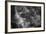 Galapagos Shark, Galapagos Islands, Ecuador-Pete Oxford-Framed Photographic Print