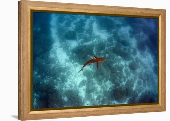 Galapagos Shark, Galapagos Islands, Ecuador-Pete Oxford-Framed Premier Image Canvas