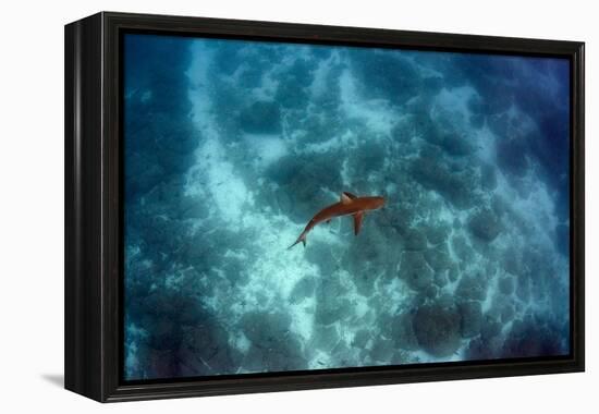 Galapagos Shark, Galapagos Islands, Ecuador-Pete Oxford-Framed Premier Image Canvas