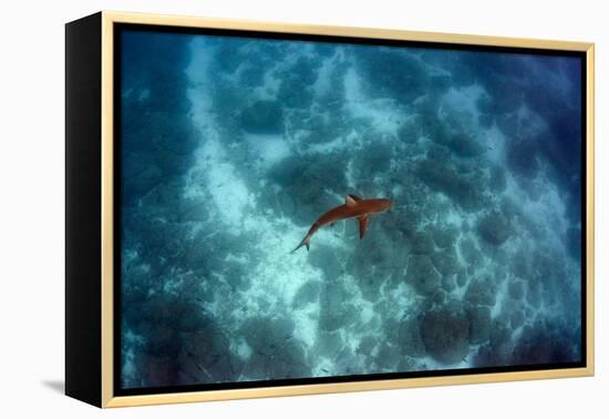 Galapagos Shark, Galapagos Islands, Ecuador-Pete Oxford-Framed Premier Image Canvas