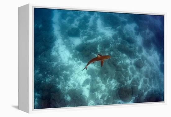 Galapagos Shark, Galapagos Islands, Ecuador-Pete Oxford-Framed Premier Image Canvas