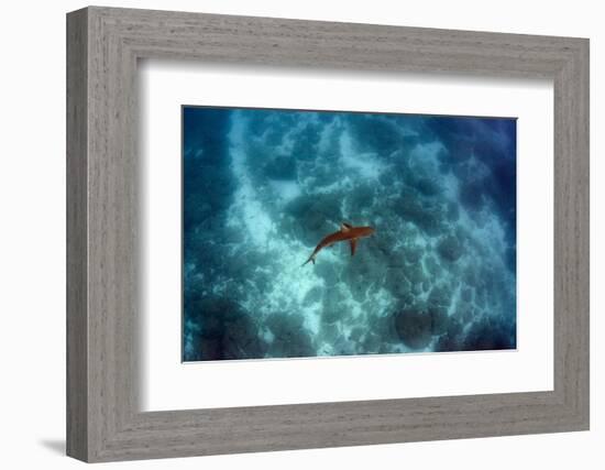 Galapagos Shark, Galapagos Islands, Ecuador-Pete Oxford-Framed Photographic Print