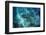 Galapagos Shark, Galapagos Islands, Ecuador-Pete Oxford-Framed Photographic Print