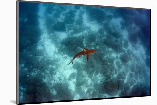 Galapagos Shark, Galapagos Islands, Ecuador-Pete Oxford-Mounted Photographic Print