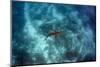 Galapagos Shark, Galapagos Islands, Ecuador-Pete Oxford-Mounted Photographic Print