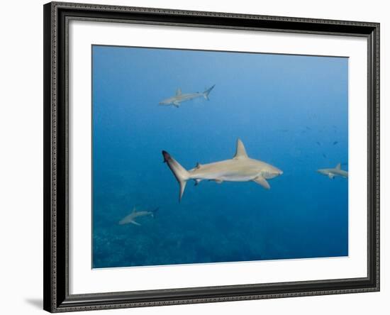 Galapagos Shark Off of Wolf Island, Galapagos Islands, Ecuador-Pete Oxford-Framed Photographic Print