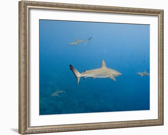 Galapagos Shark Off of Wolf Island, Galapagos Islands, Ecuador-Pete Oxford-Framed Photographic Print