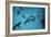 Galapagos Sharks Many Congregate in the Lagoon-null-Framed Photographic Print