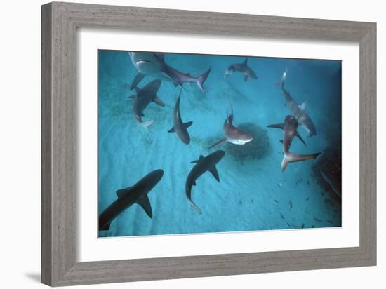 Galapagos Sharks Many Congregate in the Lagoon-null-Framed Photographic Print