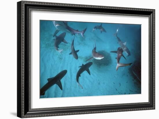 Galapagos Sharks Many Congregate in the Lagoon-null-Framed Photographic Print