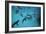 Galapagos Sharks Many Congregate in the Lagoon-null-Framed Photographic Print