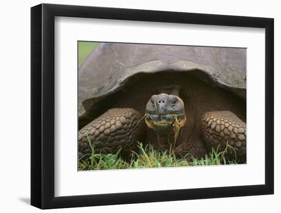 Galapagos Tortoise Eating Grass-DLILLC-Framed Photographic Print