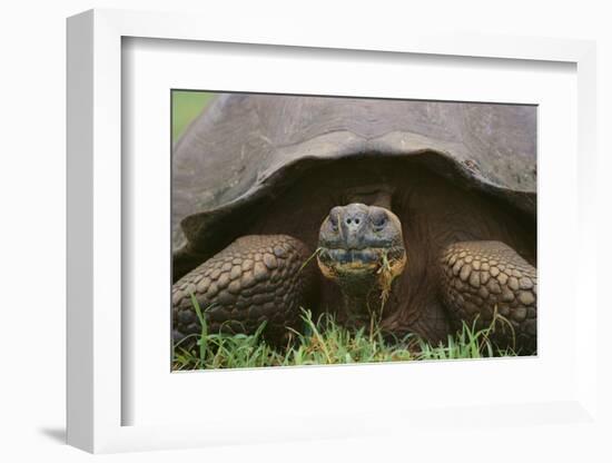 Galapagos Tortoise Eating Grass-DLILLC-Framed Photographic Print