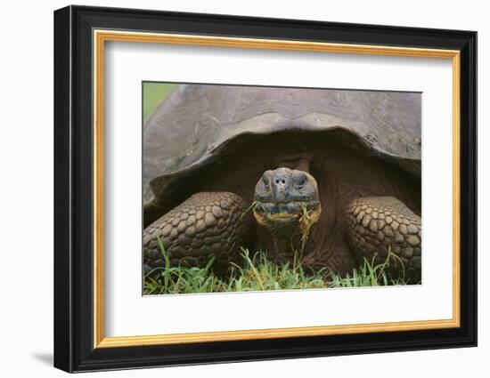 Galapagos Tortoise Eating Grass-DLILLC-Framed Photographic Print