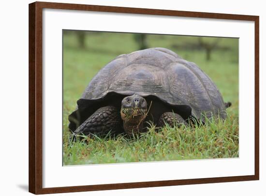 Galapagos Tortoise Eating Grass-DLILLC-Framed Photographic Print