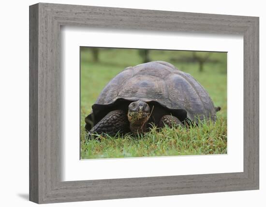 Galapagos Tortoise Eating Grass-DLILLC-Framed Photographic Print