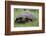 Galapagos Tortoise Eating Grass-DLILLC-Framed Photographic Print