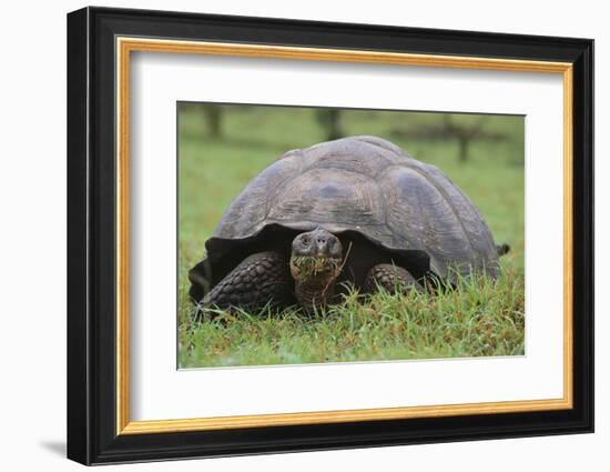 Galapagos Tortoise Eating Grass-DLILLC-Framed Photographic Print