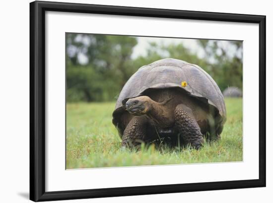 Galapagos Tortoise in the Grass-DLILLC-Framed Photographic Print