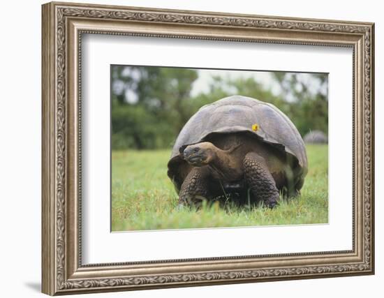 Galapagos Tortoise in the Grass-DLILLC-Framed Photographic Print