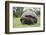 Galapagos Tortoise in the Grass-DLILLC-Framed Photographic Print