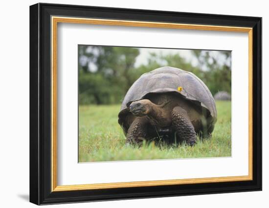 Galapagos Tortoise in the Grass-DLILLC-Framed Photographic Print