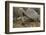 Galapagos Tortoise in the Underbrush-DLILLC-Framed Photographic Print