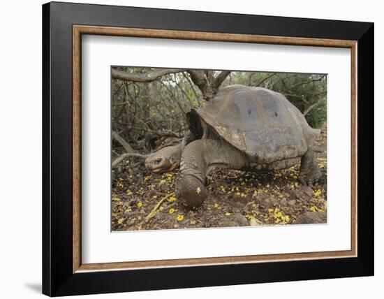 Galapagos Tortoise in the Underbrush-DLILLC-Framed Photographic Print