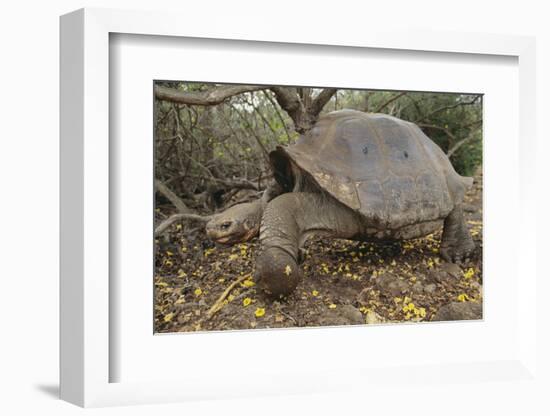 Galapagos Tortoise in the Underbrush-DLILLC-Framed Photographic Print