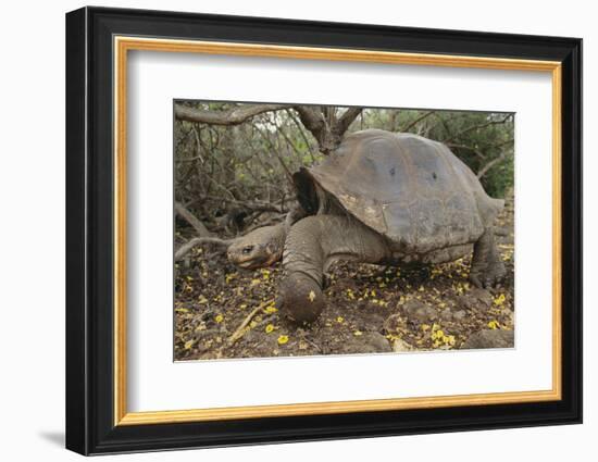 Galapagos Tortoise in the Underbrush-DLILLC-Framed Photographic Print