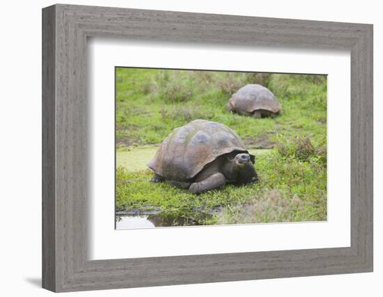 Galapagos Tortoises-DLILLC-Framed Photographic Print