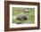 Galapagos Tortoises-DLILLC-Framed Photographic Print