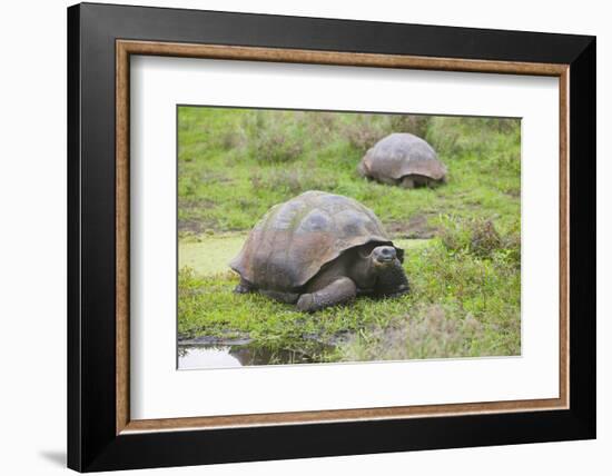 Galapagos Tortoises-DLILLC-Framed Photographic Print