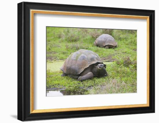 Galapagos Tortoises-DLILLC-Framed Photographic Print